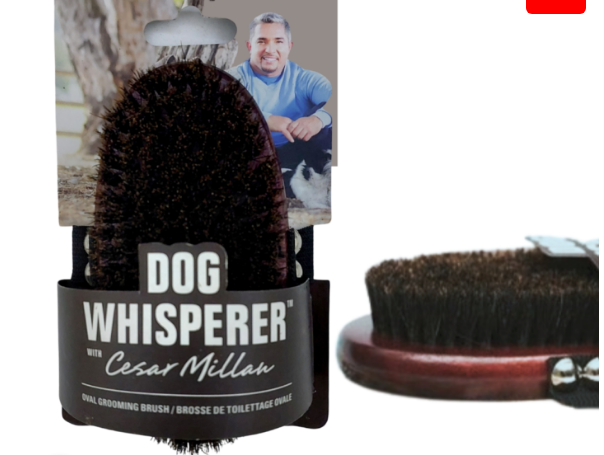 Dog Whisperer Oval Kıl Fırça- Oval Grooming Brush 10 adet